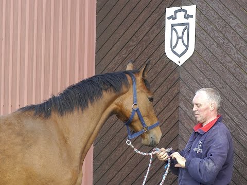 2j Holsteiner Stute von Cassini I / Stamm 13A