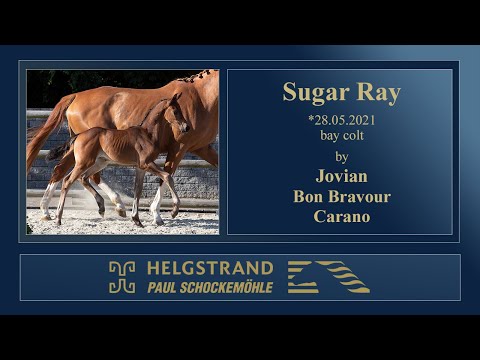 17 Sugar Ray by Jovian - Bon Bravour - Carano