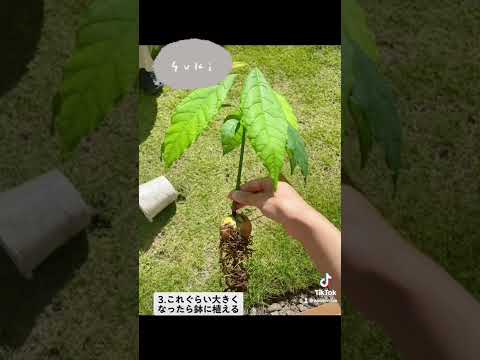 アボカドの木の育て方 穴につまようじを刺す