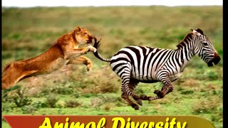 Introduction To Animal Diversity | Iken Edu