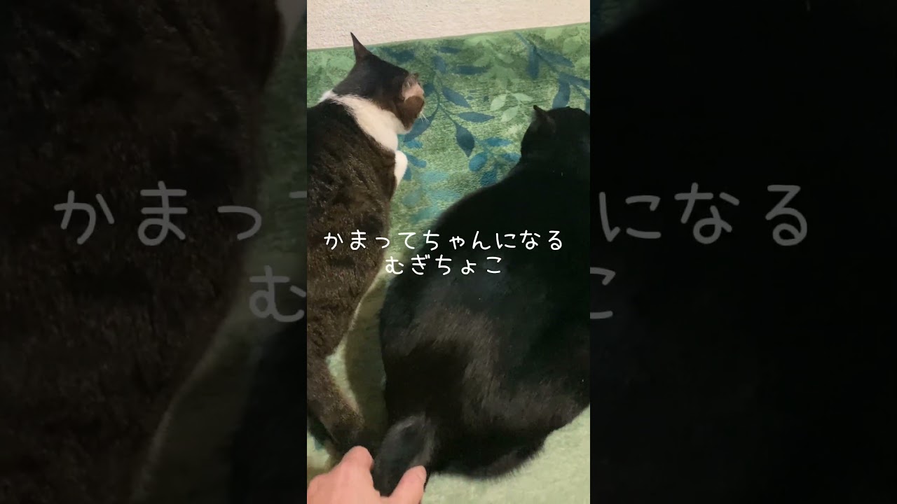 鳥にヤキモチ焼く猫＃shorts