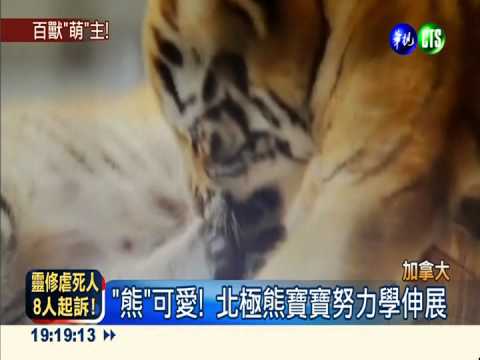 最"萌"貓熊 "美輪.美奐"贏圓仔