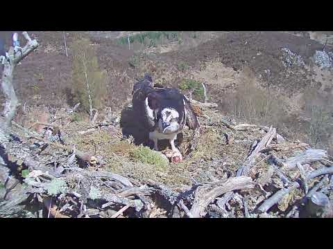 Yet another intruder Osprey!