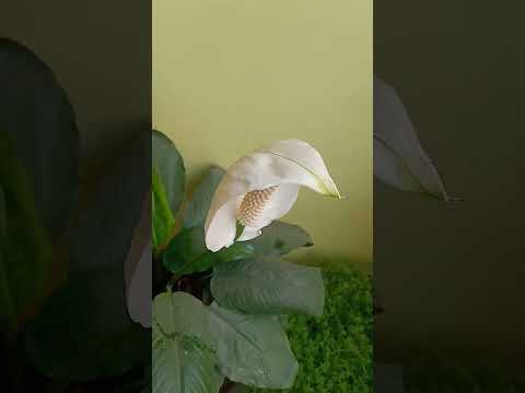 nagfani flower 🌹🌹🌹