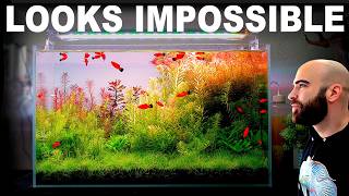 This Aquarium Looks Impossible... But It's Actually Easy!