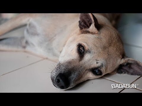 , title : '10 alimentos que pueden matar a tu perro'