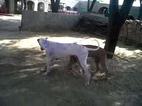 haji naeem's dog