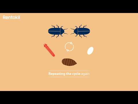 Life Cycle of Stored Product Insects - Rentokil Ireland