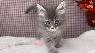 サイベリアンの動画01