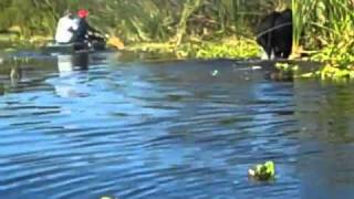 preview picture of video 'Bull Charges 2 Fishermen in Okeechobee FL'