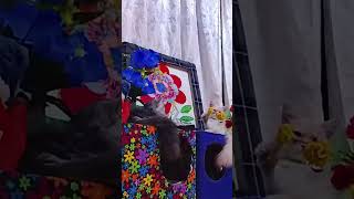 Download lagu #buhayofwksa bea king play#viralcatvideos#lifecatoetksa#shortsvideo #lelozelmbata mp3 Download lagu #buhayofwksa bea king play#viralcatvideos#lifecatoetksa#shortsvideo #lelozelmbata mp3