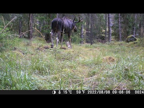 Älg gris rådjur dovhjort Långbogen 2022