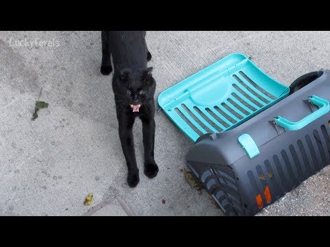 Boo Day 13 - Into The Carrier - Training And Socializing A Feral Cat
