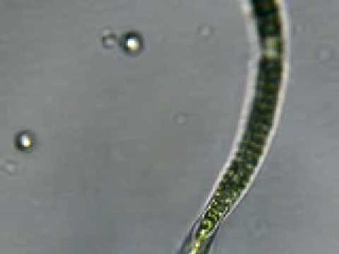 Pond Scum - Helical Algae