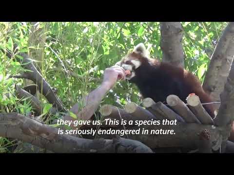 クイックカット。チリの動物園が2頭のレッサーパンダを迎え入れる (Quick Cut: Chilean zoo welcomes two red pandas)