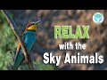 RELAX With The Sky Animals Relaxing Music Video That Features Different Sky Animals