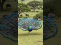Peafowl bird sound 🦚 Peacock Opens Feathers After Being Scared by Elephant’s Trumpet! Peacock Dance!