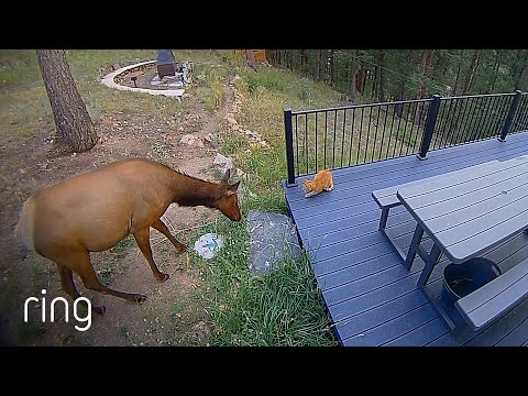 A Couple of Nosey Neighbors Sniff Around & Hedgehogs Pay a Visit | Neighborhood Stories
