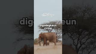 Download lagu Dongeng kang ibing: GAJAH #shorts #bodor #lucu #cepotlucu #kangibing mp3 Download lagu Dongeng kang ibing: GAJAH #shorts #bodor #lucu #cepotlucu #kangibing mp3