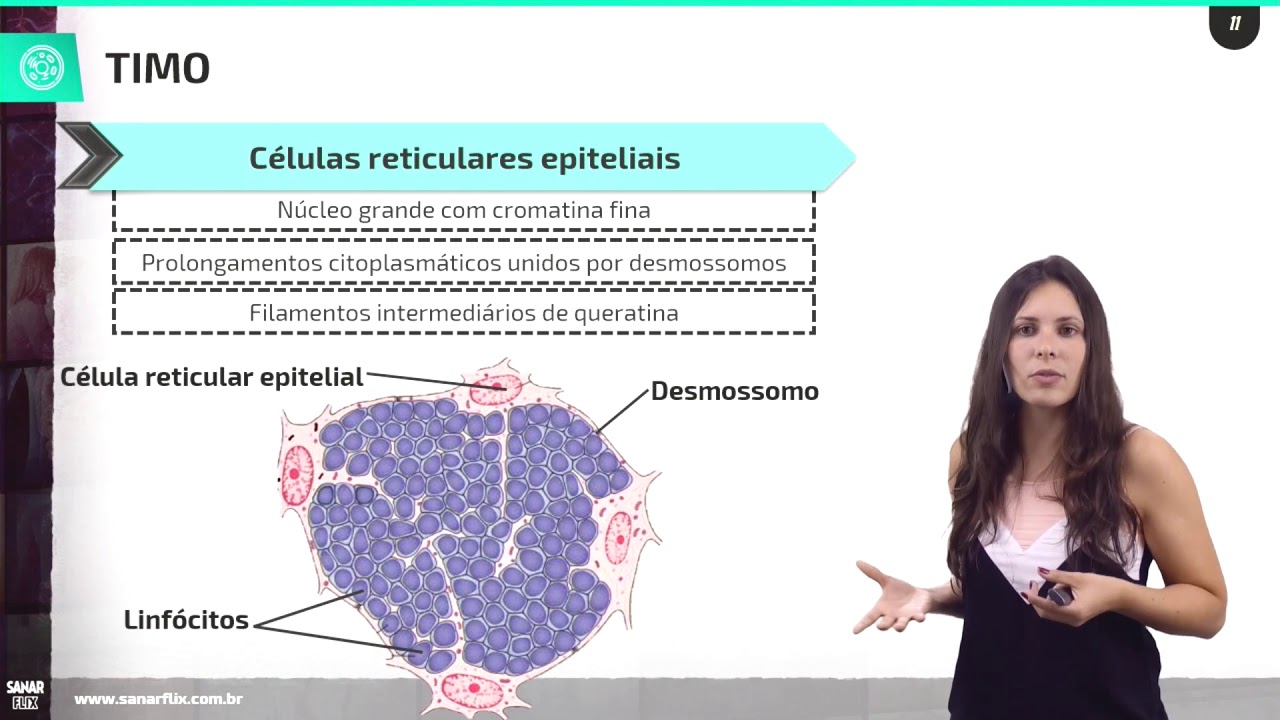Órgãos linfáticos - Aula SanarFlix