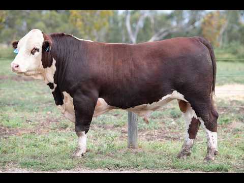 LOT 15 - IMNV134  WANRUA POLL HEREFORDS