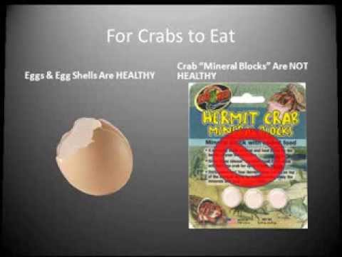 came home and my hermit crab is out of his shell not moving? Yahoo 