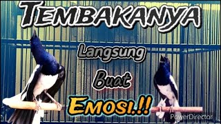 Download lagu Suara Kacer Gacor Nembak Isian Bikin Emosi Kacer Lain.!! Cocok untuk Dongkrak Emosi burung kacer mp3 Download lagu Suara Kacer Gacor Nembak Isian Bikin Emosi Kacer Lain.!! Cocok untuk Dongkrak Emosi burung kacer mp3