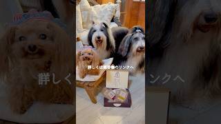 【癒し🌿森の暮らし】#shorts #ココグルメ #犬ごはん ‐wanlife- 😊🐶🐶🐶🏡🌳