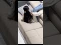 Caring Boyfriend Korean Couple Korean Couple Shorts