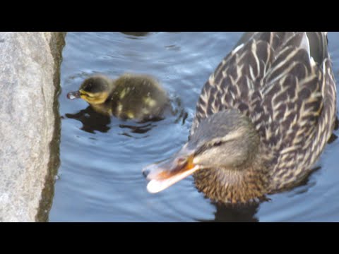 Mom Duck Fights Canada Goose Attacking Baby Ducks