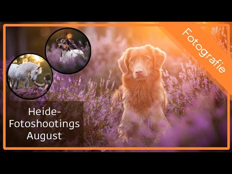 📷 Tierfotoshootings in der Heide / Hundefotografie 🐶 & Pferdefotografie 🐴 / Making Of / Fotografie