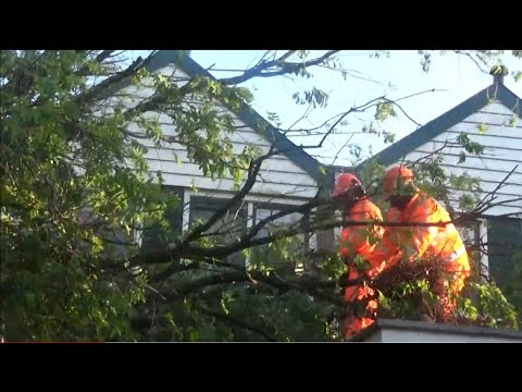 Brandweer Krommenie Uren bezig geweest met Boom die op Drie schuurtjes viel in Krommenie