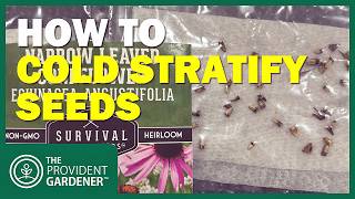 How to Cold Stratify Seeds in Your Fridge (Save Money on Native Plants!)
