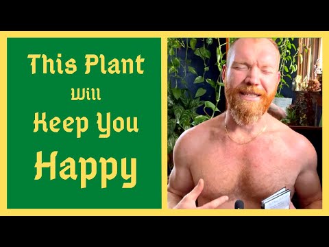 Best Food Security Crop - Grow This Plant For Guaranteed Calories