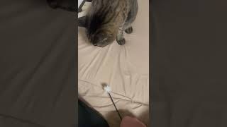 今日こそ勝てるかな　#ねこ #cat #ねこ動画