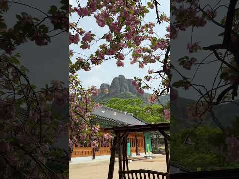 5월 1일 오전 실시간 주왕산