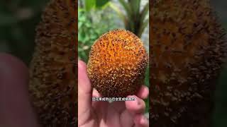 速生樹王「團花」的神奇蛻變 - 從珍貴木材到美味果實 #團花 #黃梁木 #速生樹種 Miraculous Metamorphosis of  Drumstick Tree #shorts #short