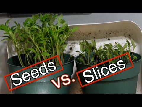 Do not use slice method to grow tomatoes from tomatoes!