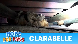 A scared Golden Retriever panics during her rescue.  Her reaction once she was saved is amazing!