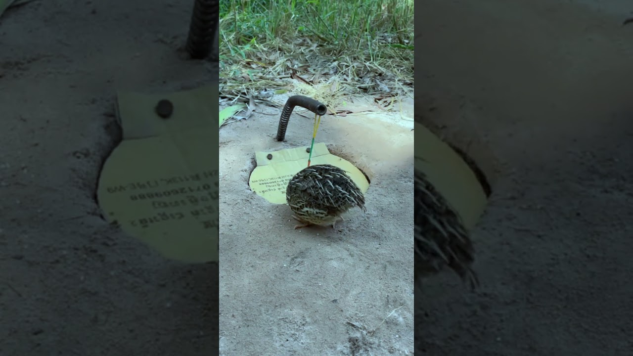 Easy Quick Bird Trap Using Paper And Plastic Bottle #shorts