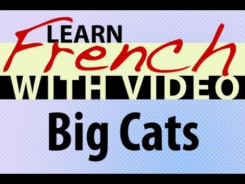 Learn French with Videos Common Animals