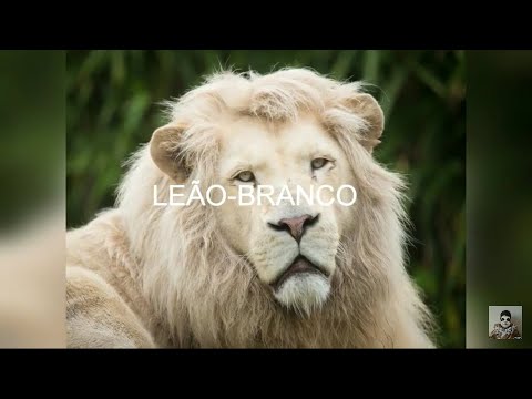 Leão-branco e a sua história