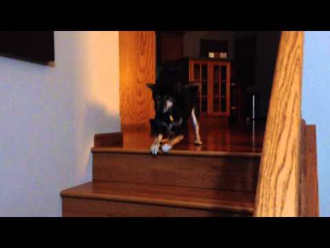 Full verison of the shiba greeting.