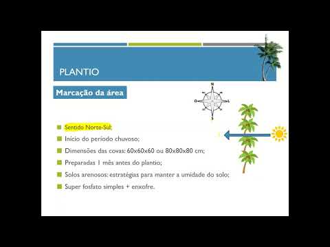 Aula 9   Coco   10 06 2020   Produção de mudas