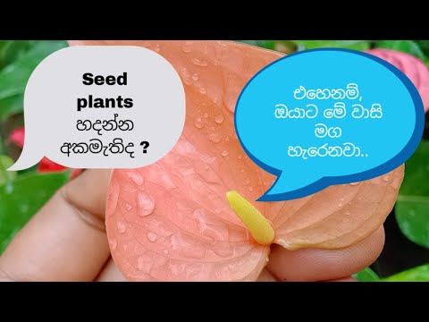 Seed plants වලින් ලැබෙන වාසි...🥰♥️