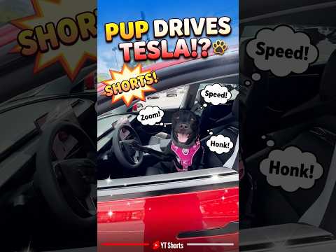 My Black Lab Is Driving My Model 3 Again #telsa #dog #model3performance