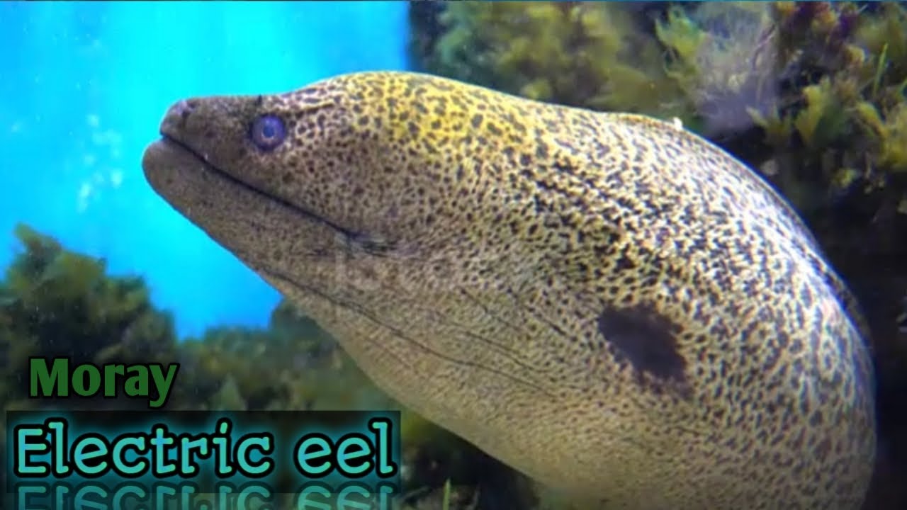 MORAY ELECTRIC EEL | DISCOVERY CHANNEL
