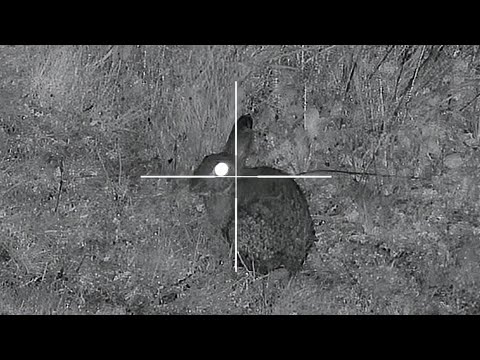 Into the Darkness: EPIC Nighttime Rabbit Hunt!