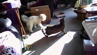 Cat versus dog with Black Sabbath Wheels of Confusion in the background