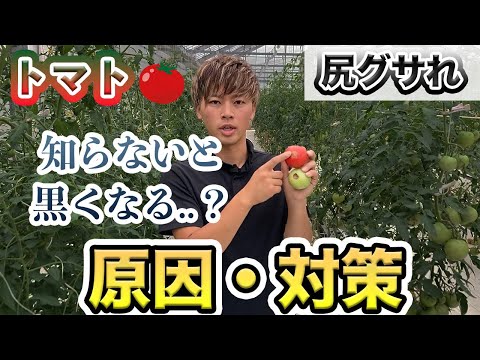 黒尻トマトの腐敗に対する自家製ニンニク肥料